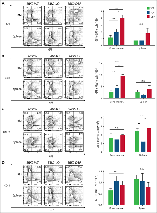 Preferential accumulation of myeloid progenitors in the BM of mice that received ERK2-DBP–mutant HSPCs. (A-B) Percentage and absolute number of GFP+/Gr1+ or GFP+/Mac1+ myeloid cells per 1 × 106 cells in the BM and spleen of mice receiving ERK2-WT–, -KO–, and -DBP–mutant HSPCs. (C) Percentage and absolute number of GFP+/Ter119+ erythroid cells per 1 × 106 cells in BM and spleen in the mice in panels A and B. (D) Percentage and absolute number of GFP+/CD41+ platelets per 1 × 106 cells in BM and spleen in the same mice as in panels A and B. Data are expressed as the mean ± standard error of the mean (n = 5). *P < .05; **P < .01; ***P < .001.