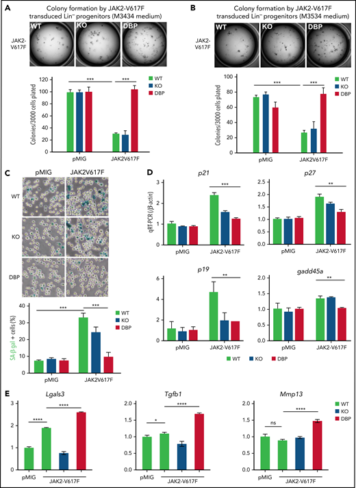 JAK2V617F-induced senescence was alleviated by inactivation of the ERK2-DBP domain. (A-B) Control and JAK2V617F-transduced HSPCs (3 × 103) derived from ERK2-WT–, -KO–, or -DBP–mutant mice were sorted and plated on M3434 (A), or M3534 methylcellulose medium (B). The number of colonies was scored 7 days after plating. The transduction of the pMIG empty vector was used as the control. Data are expressed as the mean ± standard deviation (SD). ***P < .001. (C) Control and JAK2V617F-transduced HSPCs from mice with the same genotype as in panels A and B were sorted and then cultured with IMDM supplemented with IL-3, IL-6, and stem-cell factor cytokines for 3 days. Representative images of SA-β-gal staining are depicted on the left. Percentages of SA-β-gal+ cells were determined by counting 100 cells in randomly selected fields from triplicate cultures. Data are expressed as the mean ± SD.***P < .001. (D-E) pMIG and JAK2V617F-transduced HSPCs from the mice above were cultured for 3 days after transduction, and then GFP+ cells were sorted into Trizol. The relative expression of senescence-associated and profibrotic genes was measured by real-time quantitative polymerase chain reaction. Data are expressed as the mean ± SD. All results represent ≥3 independent experiments. **P < .01; ***P < .001; ****P < .0001. IMDM, Iscove modified Dulbecco medium.