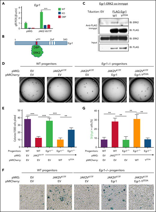 ERK-DBP induction of senescence depends upon interaction with Egr1. (A) Real-time quantitative polymerase chain reaction analysis of Egr1 expression in pMIG or pMIG-JAK2V617F–transduced HSPCs from ERK2-WT–, -KO–, and -DBP–mutant mice that were cultured for 3 days. (B) The physical interaction between ERK2-DBP domain and the DEF motif of Egr1. (C) Physical association of ERK2 and Egr1 after PMA stimuli. Anti-FLAG anti-ERK immunoblots were performed on input and anti-FLAG immunoprecipitates (immppt) from protein extracts of SCID.adh cells transduced with pMICherry empty vector (EV), FLAG-Egr1 (WT), and FLAG-Egr1Y253A mutant. (D-E) Colony-forming assays were performed on WT and Egr1−/− HSPCs transduced with the indicated constructs (pMIG, EV; pMIG-JAK2V617F; pMICherry, EV; pMICherry-Egr1; pMICherry-Egr1Y253A). Sorted cells (1 × 103) were plated on M3434 medium and scored after 7 days in culture. (D) Representative images of cultures and a graphic depiction of the mean ± standard deviation (SD) colonies are shown. **P < .01; ***P < .001. (F-G) Representative images of SA-β-gal staining and the percentages of SA-β-gal+ cells were determined in cultures equivalent to those in panel D. All results are from ≥3 independent experiments. Data are expressed as the mean ± SD. **P < .01.