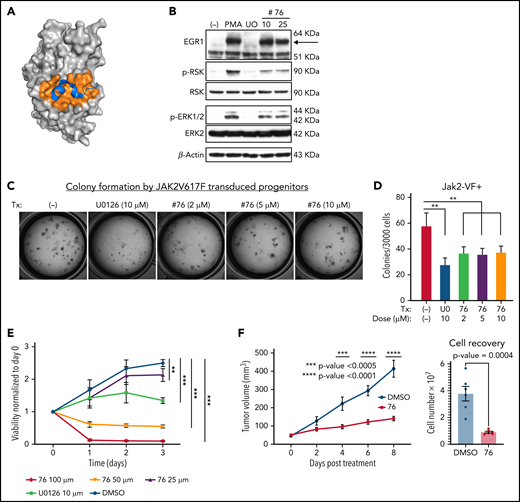 ERK-D domain targeting inhibited cellular proliferation of JAK2V617F-dependent cells. (A) Space filling model of ERK2 and the D docking domain (orange pocket region) complexed with a MAPK docking peptide (MKNK1, blue colored structure). (B) Selective inhibition of ERK2-mediated phosphorylation of RSK by D-domain inhibitor (#76). SCID.adh cells were pretreated with U0126 or #76 inhibitor and then stimulated with PMA. Immunoblot analysis of protein extracts was performed, using the following antibodies: anti-EGR1, anti–phospho-RSK, anti-RSK, anti–phospho-ERK, anti- ERK, and anti–β-actin, which served as a loading control. (C-D) Colony forming analysis was performed on JAK2V617F-transduced HSPCs treated with vehicle control, U0126 or #76. Cells (3 × 103) were plated on M3434 medium and cultured for 7 days. The number of colonies was scored and compared. Data are expressed as the mean ± standard deviation (SD). **P < .01. (E) Human SET-2 cells expressing JAK2V617F were treated with vehicle control, U0126 (10 µM), or #76 at the indicated doses. Cell viability and proliferation were measured each day for 3 days and normalized to untreated cells at day 0 and are expressed as the mean ± SD. **P < .01; ***P < .001. (F) Human SET-2 cells were implanted subcutaneously into Il2rg−/−Rag2−/− mice and left to reach a size of 40 mm3 before treatment every other day by intraperitoneal injection with vehicle control (dimethyl sulfoxide) or #76 at 10 mg/kg. Tumor size and cell recovery upon tumor disaggregation are expressed as the mean ± SD (n = 6 per condition). Results in panels B-E were derived from at least 3 independent experiments.