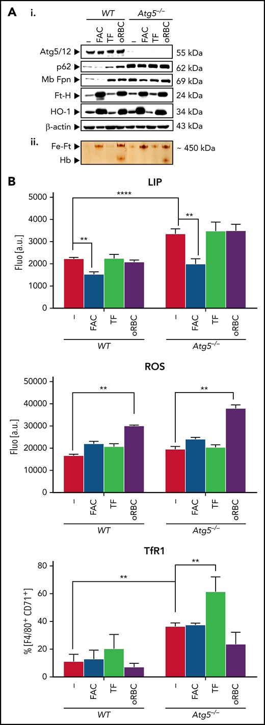Autophagy-deficient BMDMs can form ferric ferritin and have high ferroportin levels. (A) Protein expression (i) and ferric ferritin (ii) in nontreated or treated BMDMs with FAC, holo-TF, or oRBCs. BMDMs plated (105) onto 96-well plates were treated for 16 hours either with FAC (100 μM), holo-TF (30 μM), or oRBCs (oRBCs to cells, 5:1). (Ai) Immunoblotting of Atg5 (Atg5/Atg12 complex is shown), p62, Fpn, Ft-H, HO-1, and β-actin as the loading controls. (Aii) Staining of ferric iron loaded in ferritin on native polyacrylamide gel electrophoresis (PAGE) gels in BMDMs after the indicated treatments; 25 ng of native proteins from cytosolic lysates was loaded in each lane of a nondenaturing PAGE gel, and after electrophoresis, the gel was directly stained with Perl’s staining solution and enhanced with DAB (representative images from n = 3 experiments are shown; quantitative analysis of the western blots is given in supplemental Table 3). (B) Calcein quenching assay for labile iron pool (LIP) measurement, ROS levels, and membrane TfR1 expression. Cells were plated (105) in 96-well plates and treated for 16 hours with FAC (100 μM), holo-TF (30 μM), or oRBCs (oRBCs to cells, 5:1). For intracellular LIP measurement based on calcein quenching and the ROS assay, after addition of Calcein-AM (calcein quenching assay) or H2DCFDA (ROS assay), fluorescence intensity was measured (representative analysis of n = 3 independent experiments is shown). For calcein, the mean fluorescence intensity of treated cells was normalized to that of untreated control cells. ROS production is represented as the percentage relative to that in untreated control cells. For evaluation of TfR1 membrane expression, cells were incubated with BV510 anti-CD45, phycoerythrin-Cy7 F4/80, and eFluor450 CD71 anti-mouse antibodies and analyzed by flow cytometry.