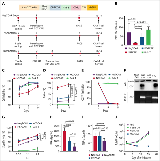 A comparative study of 3 different approaches for generating 7CAR T cells. (A) Schematic diagram of CD7CAR constructs and schemes of the optimized protocol for generating Neg7CAR, NS7CAR, and KO7CAR T cells. (B) A comparison of the fold expansion of bulk T and 3 different CAR T cells, including Neg7CAR, NS7CAR, and KO7CAR T cells. (C) In vitro cell culture viability of Neg7CAR, NS7CAR, KO7CAR T cells, and bulk T cells at days 5, 7, and 14. (D) CAR expression was determined by FCM using tagged truncated epidermal growth factor receptor. (E) The percentages of CD7+ T cells in bulk T, and Neg7CAR, NS7CAR, and KO7CAR T cells are shown. Data are presented as the mean ± SD. A 2-tailed, unpaired 2-sample t test was used for statistical analysis (n = 4 for Neg7CAR and KO7CAR, n = 5 for NS7CAR, and n = 3 for bulk T cells). (F) CD7 protein (upper panel) and mRNA (lower panel) expression in Neg7CAR, NS7CAR, KO7CAR T, and control T cells were determined by RT-PCR and WB. The photographs of the gels were edited to show only the lanes relevant to this experiment. (G-I) Significant levels of CD7 mRNA and protein were detected by RT-PCR and WB from NS7CAR and control T-cell samples but not from Neg7CAR or KO7CAR samples. CAR T cells were cocultured with CFSE-labeled CCRF-CEM at the indicated E:T ratio. Cytolytic activities (G) and the cytokines concentrations (H-I) of Neg7CAR, NS7CAR, and KO7CAR are indicated. Data are presented as the mean ± SD. (J) B-NDG mice (n = 6 per group) were IV-injected with 1 × 106 CCRF-CEM-Luc cells, followed by a single IV injection of 1 × 107 control samples, NS7CAR, or KO7CAR cells 3 days later. Total photon flux after CAR-T injection was plotted. Data are presented as mean ± SEM (n = 6). 7CAR T, anti-CD7 CAR T; Ctl, control; E:T, effector cells: target cells; FACS, fluorescence-activated cell sorting; KO7CAR, CD7 knocked-out CAR T cells; Neg7CAR, CD7-negative T cells derived 7CAR T cells; NS7CAR, naturally selected anti-CD7 CAR T cells; PBS, phosphate-buffered saline.