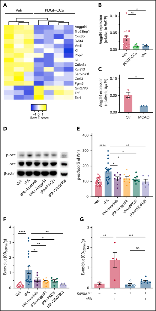 tPA/PDGF-CCa signaling increases occludin phosphorylation and permeability. (A) Gene expression heatmap of the top differentially expressed genes in isolated vascular fragments from WT mice 4 hours after ICV injection of either PBS or PDGF-CCa. (B) The vascular fragments from WT mice were isolated 4 hours after ICV injection of PBS, PDGF-CCa, or tPA and were analyzed by using quantitative polymerase chain reaction for differential expression of Angptl4. (C) The isolated vascular fraction from WT mice, either control without MCAO or isolated 24 hours after MCAO, was analyzed by using quantitative polymerase chain reaction for the expression of Angptl4. (D) WT mice were given an ICV injection with PBS, tPA, or tPA in combination with imatinib, or ANGPTL4, or VEGFR2 inhibitor (VEGFR2i), or PKCβ inhibitor (PKCβi). At 5 hours, Evans blue was injected intravenously; at 6 hours, animals were perfused with PBS. One brain hemisphere was blotted to determine pS490 and total occludin protein levels. (E) Quantification of blot S490 phosphorylation. (F) The other brain hemisphere was processed for BBB permeability by measuring Evans blue dye extravasation. (G) BBB permeability was assessed after 6 hours of either saline or tPA ICV injection in PDGFiCre+ mice and PDGFiCre+; S490AOCC+/+ mice by measuring Evans blue dye extravasation. One-way analysis of variance followed by a Holm-Šídák post hoc test was used for comparison of ≥3 groups; a t test was used for comparison between 2 groups. *P < .05, **P < .01, ***P < .001, ****P < .0001. ns, nonsignificant; Veh, vehicle.