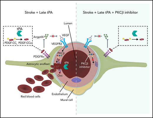 Model of tPA signaling to occludin phosphorylation and BBB permeability. Ischemic stroke induces release of endogenous tPA that cleaves latent PDGF-CCL to active PDGF-CCa, which induces PDGFRα signaling in perivascular astrocytes. This results in decreased expression of ANGPTL4, relieving the ANGPTL4 inhibition of VEGF signaling, which further promotes ischemia-induced VEGF signaling through VEGFR2, which leads to activation of PKCβ and occludin phosphorylation on S490. This phosphorylation site regulates endocytosis of occludin with other junctional proteins, resulting in increased paracellular permeability. Recombinant thrombolytic tPA may leak into the brain parenchyma and further activate this system, leading to ICH when given beyond 4.5 hours after stroke. However, inhibiting PKCβ may provide a therapeutic option to maintain the BBB, extending the tPA therapeutic window. Note: Mural cell was retracted to emphasize VEGFR2 on the endothelial cell abluminal membrane.