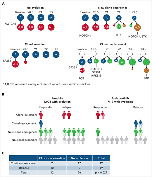 An overview of the clonal evolution identified in this study. (A) The patterns of clonal evolution identified, with an example of 1 patient from each pattern. This includes patient 28 (no evolution), patient 26 (new clone emergence), patient 27 (clonal selection), and patient 32 (clonal replacement). Gene names represent mutated CLL-relevant genes found within the indicated subclone. A, B, C, and D represent a unique cluster of variants seen within a given subclone that distinguishes it from other subclones. Richter’s transformation patients account for 4/19 of those with no evolution, 3/11 with new clone emergence, and 1/5 with clonal selection. (B) A breakdown of the clonal evolution found within each treatment cohort. Each cohort is separated into patients who continued to respond to the given BTKi and those who relapsed during BTKi treatment. (C) A Fisher’s exact test comparing the presence or absence of evolving subclones containing CLL-driver mutations to the treatment outcome of all patients.