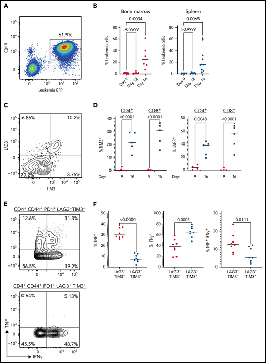 Leukemia induces an exhaustion phenotype in activated T cells. (A) CD45.2+ mice were injected with 2500 CD45.1+ LM138 leukemia cells. A representative flow plot of CD19+GFP+ leukemic cells in the spleen from mice at day 16 after injection is shown. (B) Percent leukemia cells in bone marrow (left panel) and spleen (right panel) at days 9, 12, and 16 (n = 7 per timepoint from 2 independent experiments). Median is displayed, P values determined by Kruskal-Wallis test. (C) A representative example of LAG3 and TIM3 expression on CD4+ T cells from mice injected with 2500 leukemia cells and harvested 16 days later. (D) Percent of TIM3+ (left panel) or LAG3+ (right panel) CD4+ and CD8+ T cells at days 9 and 16 after injection with 2500 leukemia cells. Median is displayed (n = 5 per time point from 2 independent experiments). P value determined by 2-way analysis of variance. (E) Mice were injected with 2500 leukemia cells and CD4+ T cells harvested 16 days later. Shown is a representative example of TNF and IFN-γ expression in CD4+CD44+PD1+LAG3−TIM3− and CD4+CD44+PD1+LAG3+TIM3+ splenocytes after in vitro stimulation with PMA and ionomycin. (F) Percent of CD4+ T cells expressing TNF (left panel), IFN-γ (middle panel), and both cytokines (right panel) after in vitro stimulation as in E. Median values are shown (n = 8 from 2 independent experiments). P values determined by unpaired t-test.