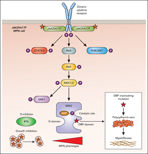 In MPNs, dimeric cytokine receptors such as erythropoietin and thrombopoietin receptors are bound by the active JAK2V617F mutant, which endows the receptor with the ability to signal persistently in the absence of or with very low levels of ligands. This results in persistent activation of the indicated downstream pathways, which includes ERK2 (blue). Shown are the 2 substrate-binding domains: the D domain and the DBP domain. Although a small molecule inhibitor (compound #76) blocking the D domain reduces growth of JAK2V617F cells and reduces the MPN phenotype, the inactivation of the DBP domain leads to an enhancement of the MPN phenotype, with progression of PV to MF. ATP, adenosine triphosphate; P, phosphorylation. Professional illustration by Patrick Lane, ScEYEnce Studios.