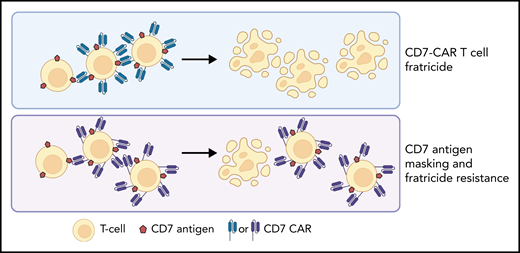 Expression of CD7-specific CARs on T cells promotes fulminant fratricide of CD7+ T-cell subsets. Lu et al generated a CD7 CAR that sequesters the CD7 antigen away from external recognition, which leads to an expansion of fratricide-resistant CD7 CAR T cells. In a phase 1 clinical study, these naturally selected CD7 CAR T cells produced CRs in patients with refractory or relapsed T-cell malignancies.