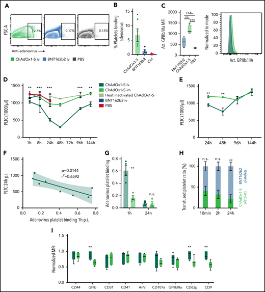 IV but not IM injection of ChAdOx1 nCov-19 triggers ChAdOx1 nCov-19-platelet binding and thrombocytopenia. (A) Exemplary flowcytometric contour plots of human washed platelets with ChAdOx1 nCov-19, BNT162b2, or PBS. Two percent contour with outliers shown gate shows adenovirus positive platelets. (B) Quantification of adenovirus platelet binding according to panel A. One-way analysis of variance with post hoc Tukeýs test. Comparison of ChAdOx1 nCov-19 to both controls. n ≥ 3 human donors per group. (C) Platelet expression of activated GPIIbIIIa mean fluorescent intensity incubated with ChAdOx1 nCov-19, BNT162b2, or PBS control. One-way analysis of variance with post hoc Tukey’s multiple comparison test, n = 4 per group. Exemplary histogram of activated GPIIbIIIa is also shown. (D) Platelet counts of mice over time. Multiple t tests with Holm-Sidak correction of ChAdOx1 nCov-19 IV and IM is shown. n ≥ 3 per time point for of ChAdOx1 nCov-19 groups; n ≥ 2 per time point for other groups. (E) Platelet counts of mice over time with 0.5 µL ChAdOx1 nCov-19 injection. Multiple t tests with Holm-Sidak correction of ChAdOx1 nCov-19 IV and IM is shown. n ≥ 6 per time point and group. (F) Linear regression of platelet count at 24 hours after inoculation and adenovirus binding to platelets 1 hour after inoculation. 95% confidence interval shown; P value denotes line deviation from zero. (G) Adenovirus-platelet binding after IM or IV administration of ChAdOx1 nCov-19 1 and 24 hours after inoculation. Unpaired t tests. n ≥ 4 per group. (H) Ratio of transfused BNT162b2 and ChAdOx1 nCov-19 platelets (total transfused platelets are normalized to 100%) over time. Unpaired t tests. n = 4 per time point. (I) Platelet surface marker expression of mouse platelets 24 hours after administration of ChAdOx1 nCov-19 IV or IM. Normalized mean fluorescent intensity. Multiple t tests with Holm-Sidak correction. n = 7 mice per group. Error bars are mean ± SEM. *P < .05; **P < .01; ***P < .001. n.s., not significant.