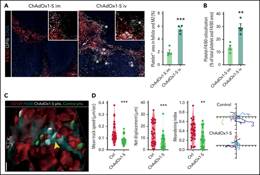 Platelet-adenovirus aggregates are taken up by macrophages in the spleen. (A) Images of X649 endogenous platelet labeling mice 24 hours after IM and IV ChAdOx1 nCov-19 administration. Cut out of red pulp to follicle transition is shown on the upper left. Stars are next to GPIb + agglomerations that are morphologically reminiscent of platelet remnants. Scale bars for overview are 50 µm and for cut outs are 10 µm. Quantification of platelet (×649) area in the marginal and follicle zone as percent of marginal and follicular area. n = 4 per group, unpaired t test. (B) Quantification of platelet-F4/80 co-localization in the splenic red pulp. Colocalization is shown as percent of total platelet-F4/80 area. n = 4 per group, unpaired t test. (C) 3D reconstruction of in vivo microscopy of the spleen with transfused platelets pretreated with either ChAdOx1 nCov-19 (white) or PBS (green). ChAdOx1 nCov-19 pretreated platelets are taken up by F4/80+/CD169+ macrophages, whereas control treated platelets are not. Scale bar is 5 µm. (D) Platelet tracking parameters of intraviral imaging. n = 31 platelets tracked per group of 1 mouse. Ten exemplary tracked paths per group are shown on the left as x and y displacement; ticks signify 5-µm intervals. Unpaired t test with Welch’s correction. Error bars are mean ± SEM. **P < .01; ***P < .001.