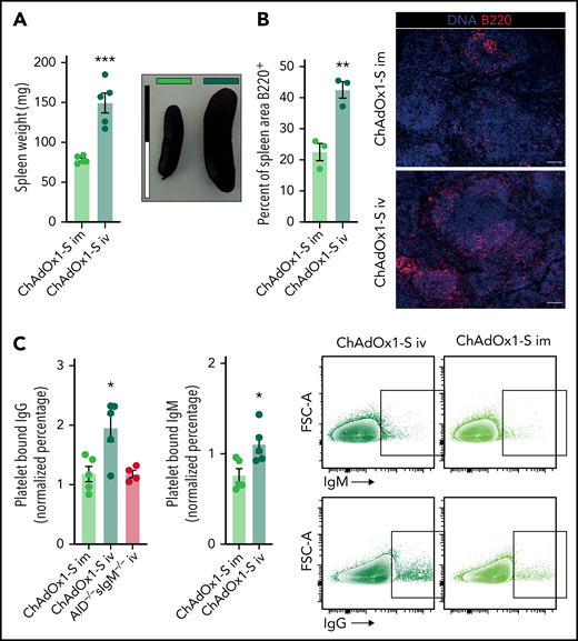 Formation of platelet-binding antibodies in response to IV ChAdOx1 nCov-19 application. (A) Spleen weights of animals 6 days after inoculation. Representative images of spleens of both groups are shown; scale bar is 2 cm. Unpaired t test. n = 5 per group. (B) Quantification of B220+ are in the spleen of IV or IM ChAdOx1 nCov-19–injected mice 6 days after inoculation as percentage of total splenic area. Unpaired t test; n = 3 per group. Representative images of a splenic micrograph of both groups are shown; scale bar is 100 µm. (C) Control mouse platelets positive for bound IgM and IgG after incubation with plasma from mice 6 days after inoculation with either IM or IV ChAdOx1 nCov-19 or ChAdOx1 nCov-19 AID−/−sIgM−/− mice for IgG additionally. n = 5 per group for IV or IM; n = 4 for AID−/−sIgM−/−. Unpaired t tests between IV ChAdOx1 nCov-19 and the other groups. Percent of platelets binding IgM or IgG are normalized to the mean of 4 control plasmas. Error bars are mean ± SEM. *P < .05; **P < .01; ***P < .001.