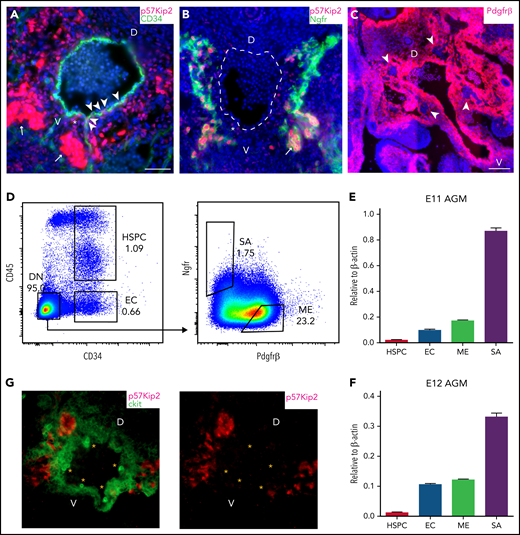 p57Kip2 is highly expressed in the SNS. Immunohistochemistry on cryosections from E11 wild-type embryos. (A) Immunostaining for p57Kip2 (red) and CD34 (green) with 4′,6-diamidino-2-phenylindole (DAPI) nuclear stain (blue). P57Kip2 expression is highlighted in endothelial cells (arrowheads), sub-endothelial mesenchyme (asterisk), and SA cells (arrows). (B) Immunostaining for p57Kip2 (red) and Ngfr (green) with DAPI nuclear stain (blue). P57Kip2 expression is highlighted in sub-endothelial mesenchyme (asterisk) and SA cells (arrows). Dashed line shows outline of the aorta. (C) Immunostaining for Pdgfrß (red) with DAPI nuclear stain (blue). Exclusion of Pdgfrß expression from SA cells is highlighted (arrows). Scale bars indicate 50 μm. (D) Sorting strategy for AGM subpopulations; HSPCs, CD34+CD45+; endothelial cells (EC), CD34+CD45–; SA cells, Ngfr+Pdgfrß–; mesenchymal cells (ME), Ngfr-Pdgfrß+. Gating was based on fluorescence minus one controls as shown in supplemental Figure 1. (E, F) p57Kip2 mRNA expression (relative to β-actin) by quantitative PCR in subpopulations sorted from E11 and E12 AGMs. n ≥ 3. Histogram represents mean ± SEM. (G) Immunostaining for p57Kip2 (red) and ckit (green) with DAPI nuclear stain (blue) on cryosections from E11 wild-type embryos. Intra-aortic clusters are highlighted by asterisks. D, dorsal; V, ventral.