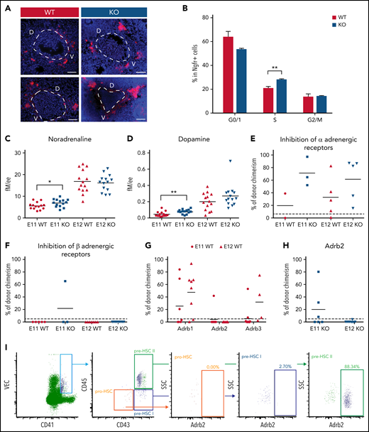 p57Kip2 increases HSC numbers through an expansion of the catecholamine-secreting SA compartment. (A) Immunostaining for Th (red) with 4′,6-diamidino-2-phenylindole (DAPI) nuclear stain (blue) on cryosections from E11 p57Kip2 wild-type (WT) and knockout (KO) embryos. Dashed line shows outline of the aorta. Scale bars indicate 50 μm. (B) Percentage of Ngfr+ SA cells from E11 p57Kip2 WT and KO embryos in the different cell cycle stages. DAPI–stained Ngfr+ E11 AGM cells were analyzed by flow cytometry. Quantification of the catecholamines noradrenaline (C) and dopamine (D) by high-performance liquid chromatography in individual p57Kip2 WT and KO E11 and E12 AGMs. Concentration is measured in femtomole per embryo equivalent (fM/ee). Black lines denote the mean; n = 14. Donor chimerism in recipients of AGM cells from E11 or E12 p57Kip2 WT or KO embryos treated in utero with the α-adrenergic receptor (Adra1 and Adra2) blocker phentolamine (E) or the β-adrenergic receptor blocker propranolol (F). (G) Donor chimerism in recipients of AGM cells from E11 or E12 p57Kip2 WT embryos treated in utero with the specific β-adrenergic receptor blockers betaxolol (for Adrb1), ICI 118 551 (for Adrb2), and SR 59230A (for Adrb3). (H) Donor chimerism in recipients of AGM cells from E11 or E12 p57Kip2 KO embryos treated in utero with the Adrb2 blocker ICI 118 551. Data points represent chimerism in individual recipients of 1ee (1-3 separate experiments for each condition) determined by flow cytometry after 4 months, with the dashed line indicating 5% threshold and the solid line the mean. (I) Flow cytometry analysis of Adrb2 expression on pro-HSCs (VEC+CD41+CD43-CD45–), pre-HSC I (VEC+CD41+CD43+CD45–), and pre-HSC II (VEC+CD41+CD43+CD45+) from E10.5 AGMs. *P < .05, **P < .01, two-tailed, unpaired t test. D, dorsal; SSC, side scatter; V, ventral; VEC, VE-Cadherin.