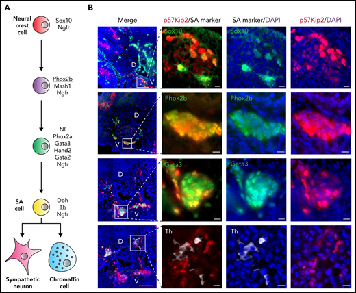 p57Kip2 is expressed in SA progenitor cells. (A) Schematic depiction of maturation stages in the SA lineage as defined by listed marker expression. Underlined markers were used in immunohistochemistry in panel B. (B) Immunohistochemical staining of E11 wild-type embryo cryosections for p57Kip2 (red), Sox (green), Phox2b (green), Gata3 (green) and Th (white), with 4′,6-diamidino-2-phenylindole (DAPI) as nuclear counterstain (blue). Close-ups of boxed areas in merged images are shown. White scale bars equal 10 μm and red bars equal 100 μm. D, dorsal; V, ventral.