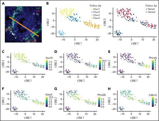 scRNA-Seq reveals neural crest differentiation pathways. (A) Immunohistochemical staining of E11 wild-type embryo cryosection for Ngfr (green), p57Kip2 (red), and Th (white). Bar represents ventral (V) vs dorsal (D) subdissection. (B) t-SNE plot of remaining 4 clusters after cell cycle correction (left) and colored according to ventral and dorsal origin (right). t-SNE gene expression plots colored for expression levels of SNS genes Sox10 (C), Th (D), Phox2a (E), Gata3 (F), Phox2b (G) and Cdkn1c/p57Kip2 (H).
