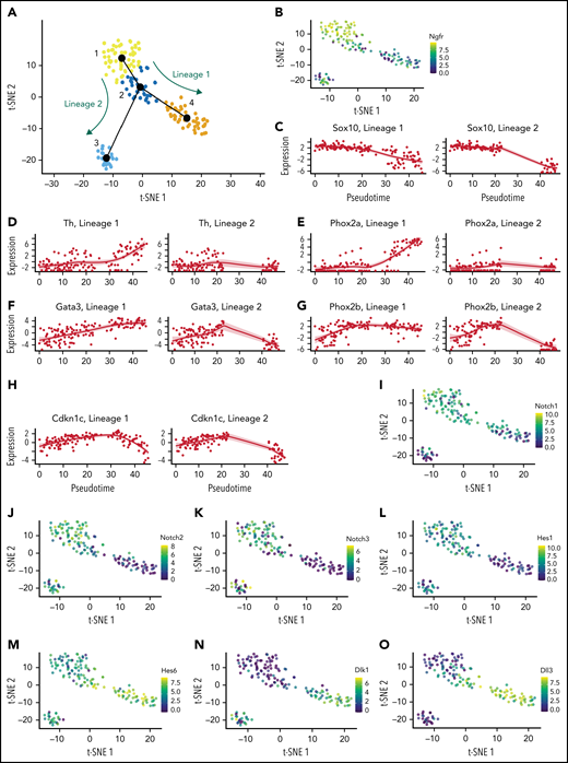 Notch signaling is downregulated upon SA maturation. (A) t-SNE plot of 4 clusters with slingshot-identified lineage trajectory nodes superimposed. (B) t-SNE gene expression plot colored for expression levels of Ngfr. Pseudotime plots for SNS differentiation markers Sox10 (C), Th (D), Phox2a (E), Gata3 (F), Phox2b (G) and Cdkn1c/p57Kip2 (H). t-SNE gene expression plots colored for expression levels of Notch pathway-associated genes Notch1 (I), Notch2 (J), Notch3 (K), Hes1 (L), Hes6 (M), Dlk1 (N) and Dll3 (O).