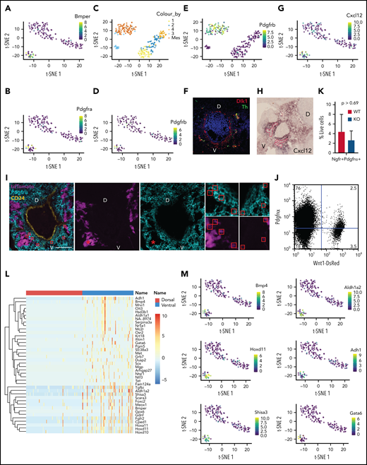 Neural crest cells can take an alternative differentiation path toward a mesenchymal fate upon arrival at the aorta. t-SNE plots colored for the expression levels of mesenchymal genes Bmper (A) and Pdgfra (B). (C) t-SNE plot of Ngfr+ cells with Pdgfrβ+Ngfr– mesenchymal cells sorted from the ventral E11 AGM. t-SNE plots of Ngfr+ cells (D) and Ngfr+ cells with Pdgfrβ+Ngfr– mesenchymal cells (E) colored for the expression levels of Pdgfrb. (F) Immunohistochemical staining of E11 wild-type embryo cryosection for Dlk1 (red), Th (green), and DAPI (blue). (G) t-SNE gene expression plot colored for the expression of Cxcl12. (H) In situ hybridization staining on E11 wild-type AGM cryosection with a RNA probe for Cxcl12. Red lines outline ventral (V) Cxcl12-negative SNS patches. (I) Immunohistochemistry of E11.5 Wnt1-Cre+ tdTomato+ embryo with CD34 staining in yellow, tdTomato in magenta, and Pdgfrα in cyan. Asterisk denotes tdTomato+Pdgfrα– SNS compartment; red boxes highlight tdTomato+Pdgfrα+ cells. Scale bar equals 100 μm. (J) Flow cytometry analysis of E11 Wnt1-Cre+ DsRed+ CD31– AGM cells costained with an antibody to Pdgfrα. (K) Quantification of Ngfr+ Pdgfrα+ cells detected by flow cytometry analysis of E11 wild-type (WT) and p57Kip2 knockout (KO) AGM cells. A t-test was performed; error bars = SEM; n = 3. (L) Heatmap of the top 40 ventrally expressed genes in Ngfr+ cells. (M) t-SNE gene expression plots colored for the expression of genes upregulated in ventrally derived Ngfr1+ cells. D, dorsal; V, ventral.