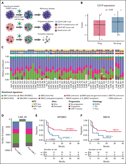 Prognostic impact of SBS mutational signatures in LBCL treated with CAR-19. (A) Summary of all possible impacts of CD19 L174V mutation on tumor evolution after CAR-19. (B) Absence of prognostic impact of CD19 gene expression among 16 patients with available RNA-seq data. (C) The relative contribution of each mutational signature (color) per each sample (x-axis, 51 WGS samples). Asterisks indicate the presence of DBS5 (platinum chemotherapy treatment double-base substitution signature). (D) SBS mutational-signature contributions for each phylogenetic tree cluster (sample CAR_39). SBS mutational signature colors are the same as the legend to panel B. (E-F) The Kaplan-Meier plots of PFS comparing patients with (+) and without (−) APOBEC (E) and SBS18 (F) mutational signatures (n = 47).