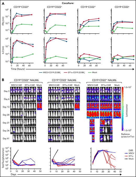 Efficacy of MSCV-CD19.22.BBζ CAR and EF1α-CD19.22.BBζ CAR constructs. (A) Cytokine production by EF1α-CD19.22.BBζ and MSCV-CD19.22.BBζ CAR T cells was evaluated on coculture with the indicated CD19+CD22+, CD19+CD22−, CD19−CD22+, and CD19−CD22− NALM6 leukemia lines. Cocultures were performed at a 1:1 effector/target ratio, and cytokines were monitored at 1-, 3-, 6-, 12-, 18-, 24-, 30-, 36-, 42-, 48-, 60-, and 72-hour time points on a TECAN EVO 100 robotic system. Data are representative of CAR T cells from 1 of 3 individual donors. (B) Luciferase-transduced NALM6 cells (1e6) were injected IV via tail vein into NSG mice on day 0. CAR T cells were injected at day 3, and leukemia growth was evaluated at the indicated time points by bioluminescent imaging. Quantification of bioluminescence at each time point is shown for each individual mouse (bottom graphs, P > .05). Cell surface CD19 CAR expression was evaluated using either a phycoerythrin (PE)-labeled monoclonal anti-FMC63 scFv antibody (Acro) or allophycocyanin (APC)-labeled monoclonal anti-FMC63 scFv antibody.44 CD22 CAR expression was monitored by staining with a recombinant human siglec-2/CD22 Fc chimera protein (R&D) followed by incubation with a PE- or APC-conjugated goat–anti-human immunoglobulin G (Jackson ImmunoResearch).