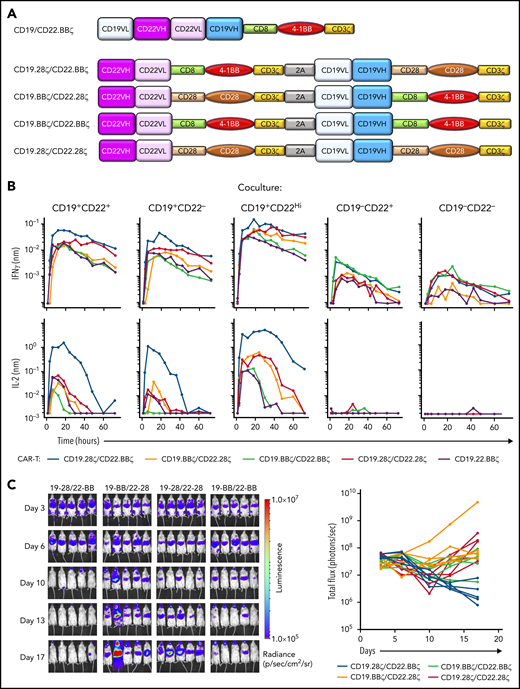 In vitro and in vivo efficacy of CD19-CD22 bicistronic CAR constructs harboring CD28 and 4-1BB costimulatory domains. (A) Schematic representation of the initial bivalent CD19.22.BBζ CAR construct and the newly generated bicistronic constructs, harboring the m971 human anti-CD22 scFv and murine FMC63 anti-CD19 scFv under the control of the EF1α promoter. Constructs differ in the CD28 and 4-1BB costimulatory domains with all hinge-transmembrane domains derived from CD28 in the former and CD8 in the latter. (B) Cytokine production induced by coculture of T cells harboring 1 of the 4 bicistronic CARs or the bivalent CD19.22.BBζ CAR (purple) was evaluated by coculture with CD19+CD22+, CD19+CD22−, CD19+CD22High, CD19−CD22+, and CD19−CD22− NALM6 lines. Cocultures were performed at a 1:1 effector/target ratio and cytokines monitored at 1-, 3-, 6-, 12-, 18-, 24-, 30-, 36-, 42-, 48-, 60-, and 72-hour time points on a TECAN EVO 100 robotic system. Results are representative of data obtained in 3 individual T-cell donors. (C) Luciferase-transduced NALM6 cells (1e6) were injected IV into NSG mice on day 0, and the indicated bicistronic CAR T cells were injected at day 3. Leukemia growth was evaluated at the indicated time points by bioluminescent imaging. Quantification of bioluminescence at each time point is shown for each individual mouse (bottom graphs).