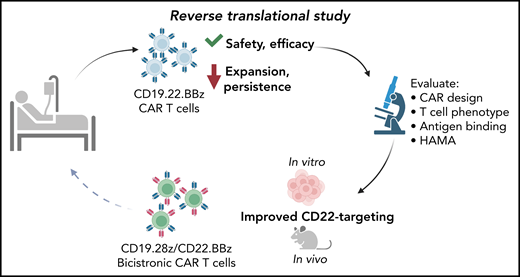 Schematic of reverse translational study as described by Shalabi et al. From left to right: participants were treated with CD19.22.BBz CAR T cells in the described clinical trial, demonstrating safety and efficacy but decreased expansion and persistence compared to prior CD22.BBz CAR T trials. Reverse translational (bedside-to-bench) studies revealed CAR design, T-cell phenotype, antigen binding capacity and HAMA-mediated rejection as potential mechanisms to explain the clinical findings. The authors concluded that improved CD22-targeting would enhance the function of dual-targeting CAR T cells, testing this hypothesis in vitro and in an in vivo mouse model. These studies led to the development of an improved dual-targeting CD19.28z/CD22.BBz bicistronic CAR that will be evaluated in participants in an upcoming clinical trial.