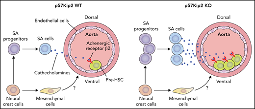 Deletion of p57Kip2 increases the proliferation of neural crest cell–derived SA progenitors in the E11 mouse AGM region. The expanded SA progenitors in turn produce more SA cells, which promote the repopulation capacity of hematopoietic stem cells by the catecholamine–β2-adrenergic receptor signaling axis. The neural crest cells also give rise to mesenchymal cells enriched in the ventral part of the aorta in the AGM region. The role of these mesenchymal cells in embryonic hematopoiesis awaits investigation. Professional illustration by Patrick Lane, ScEYEnce Studios.