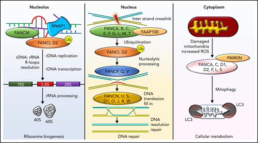 Diverse molecular functions of the FA pathway. DNA repair in the FA pathway predominantly restores DNA interstrand cross-links to ensure bona fide replication and transcription. However, this activity is also involved in the resolution of DNA: RNA hybrids known as R-loops occurring predominantly in the nucleolus due to ribosomal DNA transcription by RNA polymerase 1 (RNAP1). R-loop resolution by FANCM, FANCI, and FANCD2 proteins ensures ribosome biogenesis. FANC proteins also clear mitochondria damaged by excessive reactive oxygen species and, in conjunction with PARKIN, execute mitophagy. Ub, ubiquitin modification; FAAP100, FA core complex–associated protein 100.