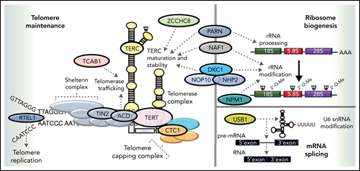 Functional overlap of DC genes involved in telomere maintenance and ribosome biogenesis. Proteins mutated in DC are indicated by named capsules and affect molecular functions, such as telomere replication (RTEL1), telomere protection (TIN2, ACD), telomerase (TERC, TERT, and DKC1), and telomerase maturation and stability (ZCCHC8, NAF1, PARN, DKC1, NOP10, and NHP2). Pseudouridylation of TERC and ribosomal RNA (rRNA) is performed by DKC1. The deadenylation function of PARN also regulates the maturation and processing of both TERC and rRNA. Recently, variants in NPM1 that regulate 2'O rRNA methylation have been reported in patients with DC. USB1 is an outlier, being involved in U6 spliceosomal RNA processing. Dashed arrows link different proteins to specific functions in which they are involved.