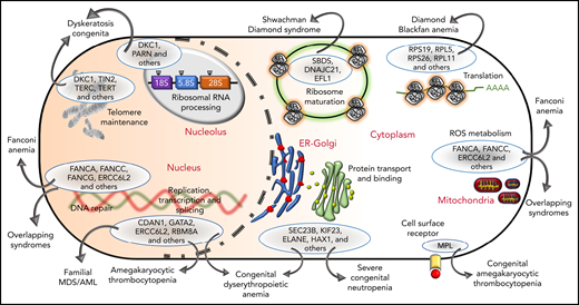 The genetic, subcellular, and molecular landscape of inherited BMF syndromes. The predominant molecular functions of the genes involved in the inherited BMF syndromes are illustrated in a cell diagram. The most clinically significant genes involved in the pathways are shown within the blue ellipses; for full listings of other genes, please refer to Tables 3-10. Outward-pointing arrows indicate different clinical subtypes and overlapping syndromes, as discussed in the text, which are caused by defects in the molecular pathways.