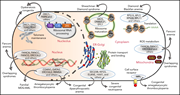 Graphical abstract for: Inherited bone marrow failure in the pediatric patient;