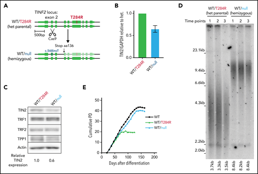 Telomere length and proliferative capacity can be restored by hemizygous disruption of TINF2 in hESCs. (A) Schematic overview: CAS9-mediated double-strand break in exon 2 to disrupt the disease allele of TINF2. (B) Relative expression level of TIN2 in the WT/null cells relative to the heterozygous (het) mutant hESCs (WT/T284R) normalized to GAPDH. Error bars indicate the SD, n = 3. (C) Western blot analysis of the het (WT/T284R) and het WT/c.568insT (WT/null) hESCs. (D) Telomere length analysis of the WT/T284R and WT/null hESCs. Each time point sample was collected weekly over 3 consecutive weeks. (E) Growth curves of cumulative PDs over days after differentiation for WT, WT/T284R, and WT/null cells.