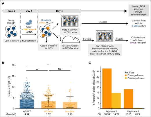Disruption of TERT in donor HSPCs demonstrates telomere shortening and proliferative disadvantage in vitro and in vivo. (A) A schematic of the in vitro and in vivo assays to study the effect of telomere shortening caused by monoallelic or biallelic TERT disruption in donor HSPCs. (B) Telomere length analysis of CFU colonies derived from donor HSPCs 3 days after nucleofection. Mann-Whitney test. NS: P > .05 and **P < .01. (C) Percentages of frameshift alleles of bulk hCD34+ cells before and after xenotransplantation. Each replicate shows data from 1 biological replicate.