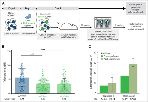 TINF2-DC alleles lead to telomere shortening but not a proliferative disadvantage in donor HSPCs in vivo. (A) A schematic of the in vivo humanized mouse model to study the effect of TINF2-DC variants in donor HSPCs. (B) Telomere length analysis of CFU colonies plotted by genotypes. Mann-Whitney test. ****P < .0001. (C) Percentages of frameshift alleles of bulk hCD34+ cells before and after engraftment in NBSGW mice. Error bars indicate data point ranges of 3 biological replicates.