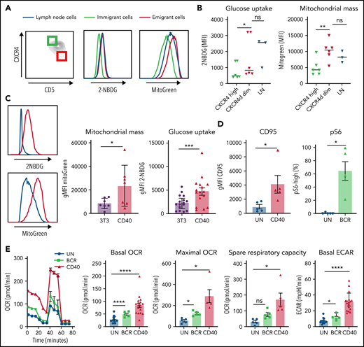 Increased mitochondrial mass and glucose uptake in LNs and recent emigrants and effects of CD40 and BCR triggering on CLL metabolism. (A) Combined staining of CXCR4 and CD5 within the CD19/CD5+ CLL population from PB mononuclear cells (PBMCs) to discriminate LN immigrants (CD5dim and CXCR4high) and emigrants (CD5high and CXCR4dim). The outer 10% of these populations is indicated by green and red squares, respectively. Glucose uptake and mitochondrial mass were measured with 2-NBDG and MitoTracker Green, respectively, in the upper and lower 10% percentiles of these populations and in paired LN samples (blue lines). Representative histograms are shown. (B) Summary data of glucose uptake and mitochondrial mass (PBMCs, n = 6; LNs, n = 3; paired samples are indicated). Data are represented as individual values and mean. Statistical analyses were performed with paired Student t test. (C) CLL cells were stimulated by coculture on CD40L-expressing 3T3 cells (CD40) or by beads coated with anti–immunoglobulin M (IgM; BCR) for 24 hours. Glucose uptake and mitochondrial mass were measured by fluorescence-activated cell sorting (FACS) with 2-NBDG or MitoTracker Green, respectively, in unstimulated cells (3T3; blue line) or CD40-stimulated cells (red line). Representative histograms are shown. Relative glucose uptake and mitochondrial mass of CD40-stimulated cells compared with 3T3 condition were plotted in bar graph (2-NBDG, n = 16; MitoGreen, n = 7). (D) CD95 was measured after 24 hours of CD40 stimulation by FACS (n = 5), and pS6 was measured after 30 minutes of BCR stimulation by FACS (n = 5). (E) MitoStress test was performed on Seahorse XF analyzer in CLL cells activated by CD40 (n = 17)/BCR (n = 5) for 24 hours and in the corresponding unstimulated control cells (UN). Representative oxygen consumption rate (OCR) curve is shown. Basal OCR, maximal OCR, and spare respiratory capacity were calculated in 5 independent experiments. Extracellular acidification rate (ECAR) was also measured, and basal ECAR is shown. Data arerepresented as mean ± standard error of the mean of the indicated individual values. Statistical analyses were performed with paired Student t test. *P < .05, **P < .01, ***P < .001, ****P < .0001. MFI, mean fluorescence intensity; ns, not significant.