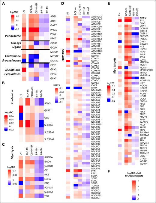 RNA sequencing (RNAseq) profiling of metabolism-related genes in CD40- and BCR-stimulated CLL cells. RNAseq was performed from CLL cells stimulated by BCR (n = 12; 6 hours) or CD40 (n = 4; 48 hours). Log2 fold change (FC) in the expression of selected genes was calculated relative to the corresponding unstimulated controls with differential gene expression analysis by DESeq2. The FC in expression of the same genes in LNs compared with PB was calculated from a previously published microarray data set (n = 17)44 with differential gene expression analysis by R2 software (https://r2.amc.nl). Additionally, the FC of gene expression in 1-month (n = 18) and 6-month (n = 17) IBR-treated patient samples compared with baseline samples was calculated from a previously published data set30 with differential gene expression analysis by DESeq2. Gene expression data were compiled and analyzed according the scheme in supplemental Figure 3A and depicted as log2 FC compared with the reference data sets: PB vs LNs, unstimulated vs BCR or CD40, and baseline vs IBR for 1 or 6 months. The PB/LN data set derived from micorarrays44 was scaled differently (shown next to each heat map) than the RNAseq data. The heat map shows the log2 FCs of gene expressions in the 3 groups in overlapping metabolic pathways of CD40 and BCR stimulation, including purinosome, glutamate-cysteine ligase, glutathione S-transferases and glutathione peroxidases (A), glutamine metabolism (B), glycolysis (C), and OXPHOS-related genes (D). (E) MYC and MYC target genes. (F) Scale for all the heat maps of RNAseq data sets.