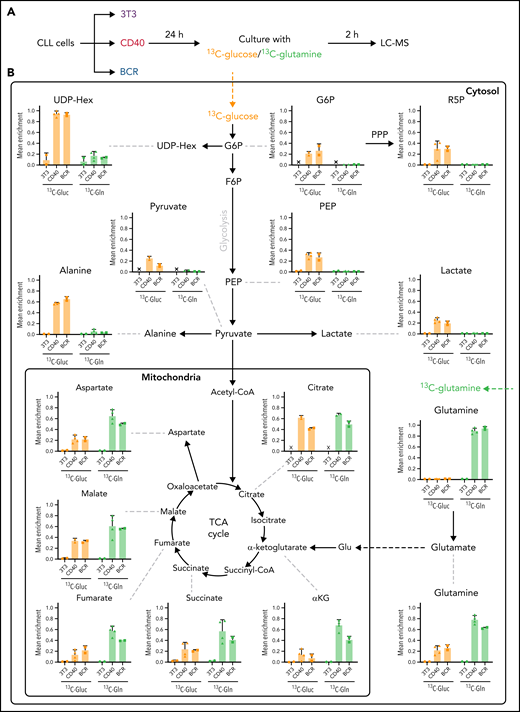 Glucose and glutamine fueling of CD40- and BCR-stimulated CLL cells. (A) Fluxomic analysis was performed in CLL cells stimulated with CD40 or BCR for 24 hours and subsequently cultured in medium containing either 5 mM of 13C6-glucose or 1 mM of 13C5-glutamine for 2 hours. For glucose-tracing experiments, culture medium also contained 1 mM of unlabeled glutamine and 5 μM carnitine, whereas in glutamine-tracing experiments, culture medium also contained 5 mM of unlabeled glucose and 5 μM carnitine. Incorporation of 13C in metabolic intermediates was analyzed by liquid chromatography–mass spectrometry (LC-MS). (B) Analysis of incorporation of 13C from fully labeled glucose (orange bars) or glutamine (green bars) in CLL cells after CD40 or BCR stimulation. Mean enrichment indicates the fraction of a given metabolite that was labeled, being 1 the total amount of that metabolite within a sample (3T3, n = 2; CD40, n = 4; BCR, n = 2; from 2 independent experiments). PPP, pentose phosphate pathway.