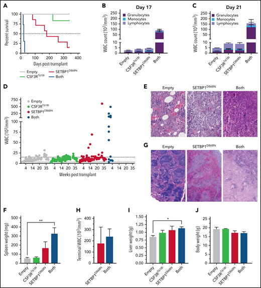 Transplantation of bone marrow cells expressing CSF3R and SETBP1 mutations results in rapidly lethal leukemia. (A) Survival curves for SETBP1 primary transplantation model. Transplantation of 25 000 lineage-negative CSF3RT618I plus SETBP1D868N cells, with 190 000 nontransfected carrier bone marrow cells, into lethally irradiated recipient mice resulted in rapidly lethal aggressive leukemia (n = 5-7). The median survival of SETBP1D868N mice was 25.9 weeks. (B) Peripheral blood white blood cell (WBC) differentials at posttransplantation day 17. (C) Peripheral WBC differentials at day 21. (D) Peripheral WBC counts over time. (E) Representative hematoxylin and eosin (H&E)–stained tibia cross-sections showing increased cellularity at time of death with SETBP1D868N alone and CSF3RT618I plus SETBP1D868N. (F) Terminal spleen weight. (G) Representative images of H&E-stained spleens showing splenic architecture changes. (H) Terminal WBC count. (I) Terminal liver weight. (J) Terminal body weight. Statistics: 1-way analysis of variance with Dunnett correction. *P < .05, **P < .01.