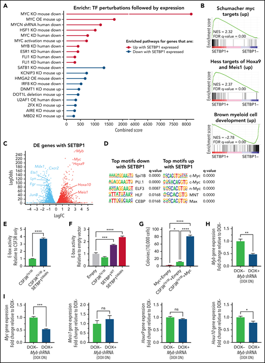 SETBP1 upregulates early progenitor gene expression pathways and is associated with increased activation of MYC targets. (A) Top Enrichr transcription factor perturbation followed by expression pathways for genes that are differentially expressed with SETBP1. We performed RNA-seq on the CSF3RT618I plus SETBP1D868N-dox cell line at 24 hours postdoxycycline (DOX) withdrawal, when the cells were still viable and dividing. Data are reported for cells with DOX (CSF3RT618I plus SETBP1D868N-ON) relative to those without DOX (CSF3RT618I plus SETBP1D868N-OFF). Enrichr calculates the combined score by multiplying the pathway z score and log(P value). (B) GSEA was performed to identify pathways that are enriched with SETBP1 expression. Three of the top GSEA plots, each with a false-discovery rate (FDR) q value of 0.00, are shown. (C) Glimma volcano plot showing differentially expressed genes with SETBP1D868N, with several key genes annotated. (D) HOMER motif analysis was run to identify the top motifs enriched in the genes differentially upregulated and downregulated by SETBP1. (E) Coexpression of SETBP1D868N with CSF3RT618I drove a 3.7-fold increase in MYC activity over CSF3RT618I alone. A luciferase reporter assay for the MYC E-box was used to measure if SETBP1D868N modulates E-box activity. Using an MYC E-box reporter plasmid, E-box activity was measured in transfected 293T17 cells expressing CSF3RT618I alone or CSF3RT618I plus SETBP1D868N. (F) In transfected 293T17 cells expressing only CSF3RT618I, SETBP1WT, or SETBP1D868N, CSF3R did not increase E-box activity above baseline, whereas both WT and mutated SETBP1 significantly increased E-box activity. (G) Coexpression of MYC with CSF3RT618I in a CFU assay resulted in an increase in colony formation over either oncogene alone. A colony forming unit assay was performed to assess whether expression of MYC is sufficient to increase CSF3R-driven colony formation. A total of 10 000 cells expressing either MYC, CSF3RT618I, or both were plated in cytokine-free methylcellulose, and CFUs were counted after 7 days. (H) An inducible lentiviral Myb short hairpin RNA (shRNA) construct was stably expressed in the CSF3RT618I plus SETBP1D868N cell line. Addition of DOX to the media knocked down Myb expression by ∼52%. (I) Knockdown (KD) of Myb resulted in a 47% decrease in Myc expression and a 22% decrease in Hoxa10 but no significant changes to Meis1 or Hoxa9. *P < .05, **P < .01, ***P < .001, ****P < .0001. FC, fold change; KO, knockout; NES, normalized enrichment score; ns, not significant; OE, overexpression.