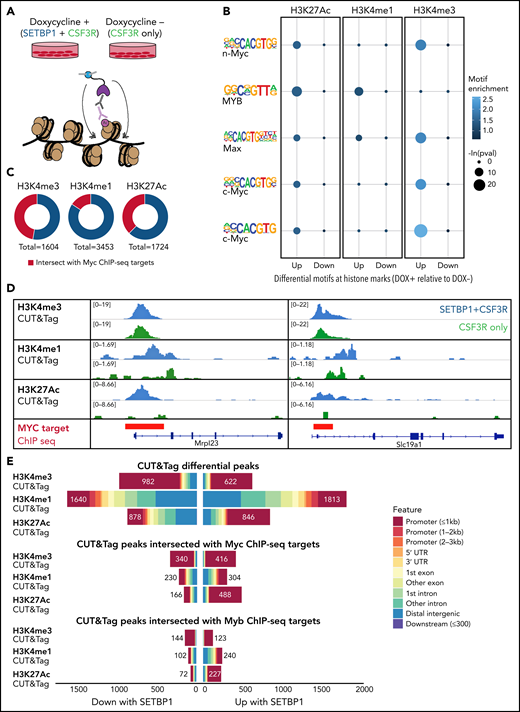 Epigenetic regulation of MYC targets by SETBP1. (A) Schematic: we performed CUT&Tag in our CSF3RT618I plus SETBP1D868N-dox cell line for 3 histone marks. Doxycycline (DOX) was withdrawn from the cell line to turn off oncogenic SETBP1 expression, and cells were harvested for epigenetic analyses at 24 hours postwithdrawal. (B) MYC family motifs identified for each histone mark at differential peaks between DOX+ and DOX− conditions. Motif enrichment shown for DOX+ relative to DOX−. (C) Regions of significant SETBP1-induced histone peaks were intersected with MYC (ENCFF152JNC). (D) Representative tracks are shown here for each histone mark at the location of an MYC target identified using MYC chromatin immunoprecipitation (ChIP)–seq data from ENCODE (ENCFF152JNC). (E) Features plots for differential peaks showing the breakdown of peaks within promoters and other elements. Regions of significant SETBP1-induced histone peaks were intersected with either MYC (ENCFF152JNC) or MYB (ENCFF911NHJ) ChIP-seq data. The total number of differential peaks for each condition is annotated. UTR, untranslated region.