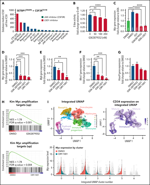 LSD1 inhibitors normalize aberrant SETBP1 transcriptional programs. (A) A medium-throughput inhibitor screen was performed on the CSF3RT618I plus SETBP1D868N cell line, and both LSD1 inhibitors and JAK inhibitors were among the top hits. The 175 inhibitors evaluated have known sensitivity in patient samples (BeatAML cohort29). The inhibitors were ranked for this analysis by dividing the median IC50 of all samples previously screened by our cell line IC50 to determine a fold change. (B) A luciferase E-box activity assay was performed with 4 concentrations of the LSD1 inhibitor GSK2879552. In 293T17 cells expressing CSF3RT618I and SETBP1D868N, LSD1 inhibition reduced MYC activity by 24% at 250 nM. (C) In our cell line where SETBP1D868N expression was regulated by doxycycline (DOX), we evaluated whether LSD1 inhibitors would reduce Myc gene expression to the level of DOX− cells. The LSD1 inhibitors GSK2879552 (1000 nM) and GSK-LSD1 (100 nM) both reduced Myc expression in CSF3RT618I plus SETBP1D868N cells, but JQ1 (200 nM) did not. (D) qPCR for Myc was performed after treatment of the CSF3RT618I plus SETBP1D868N cell line with 1 of 3 LSD1 inhibitors at 100 nM (GSK2879552) or 30 nM (GSK-LSD1 and ORY-1001) for 48 hours. (E) qPCR for Myb. (F) qPCR for Meis1. (G) qPCR for Hoxa9, which is not modulated by LSD1 inhibition at these concentrations. (H) RNA-seq was performed after treatment of the cell line with 100 nM of GSK2879552 or 30 nM of ORY-1001 for 24 hours. GSEA demonstrated that this treatment was associated with a reversal of MYC amplification with both inhibitors. (I) A CSF3RT618I- and SETBP1G870S-mutated patient sample was treated with 100 nM of ORY-1001 for 24 hours, and CITE-seq (single-cell RNA-seq with barcoded antibody labeling) was performed. Treatment significantly decreased Myc expression in hematopoietic progenitor clusters expressing high levels of CD34. *P < .05, **P < .01, ***P < .001, ****P < .0001. FDR, false-discovery rate; NES, normalized enrichment score.