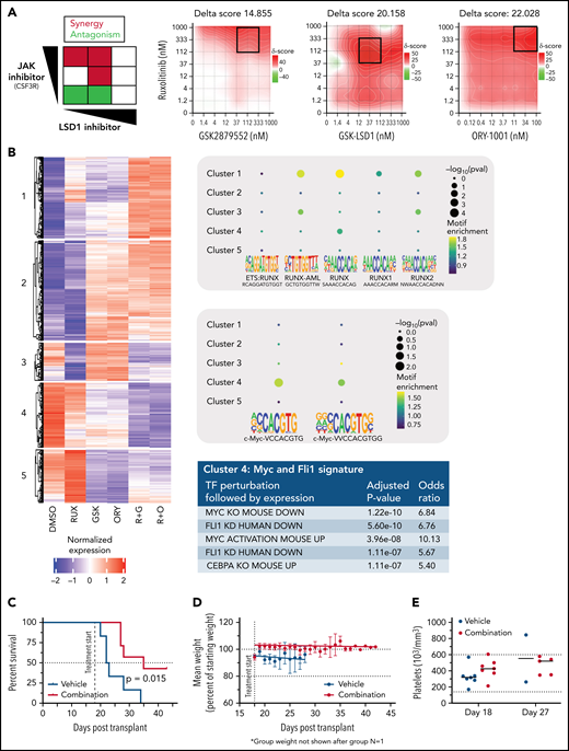 XXX. (A) Synergy between each LSD1 inhibitor and ruxolitinib, with the greatest synergy between ORY-1001 and ruxolitinib (δ score, 22.028). To determine if there is synergy between LSD1 inhibition targeting SETBP1-driven pathways and a JAK1/2 inhibitor (ruxolitinib) targeting CSF3R-driven pathways, the CSF3RT618I plus SETBP1D868N cell line was plated in an 8 × 8 matrix in triplicate with increasing concentrations of each inhibitor. (B) RNA-seq data from cells treated with DMSO, 100 nM of ruxolitinib, 100 nM of GSK2879552 (GSK), 30 nM of ORY-1001, ruxolitinib with GSK2879552 (R+G), or ruxolitinib with ORY-1001 (R+O). Cluster 1 represents pathways upregulated more by the combination therapy than by either drug alone and includes a number of differentiation-associated transcription factors. Cluster 4 represents pathways downregulated more by the combination than by either drug alone and has an Myc and Fli1 signature. (C) Mice receiving transplants of the CSF3RT618I plus SETBP1D868N cell line were treated with 90 mg/kg of ruxolitinib twice per day and 0.75 mg/kg of GSK2879552 twice per day to determine if the combination treatment would improve survival over vehicle. Kaplan-Meier survival plot showing significant increase in survival with combination. (D) Mean mouse body weight during course of treatment with vehicle or combination. (E) Platelet counts at start of treatment (day 18) and midway through treatment course (day 27). Platelets did not decrease with combination treatment and remained within normal parameters. KD, knockdown; KO, knockout.