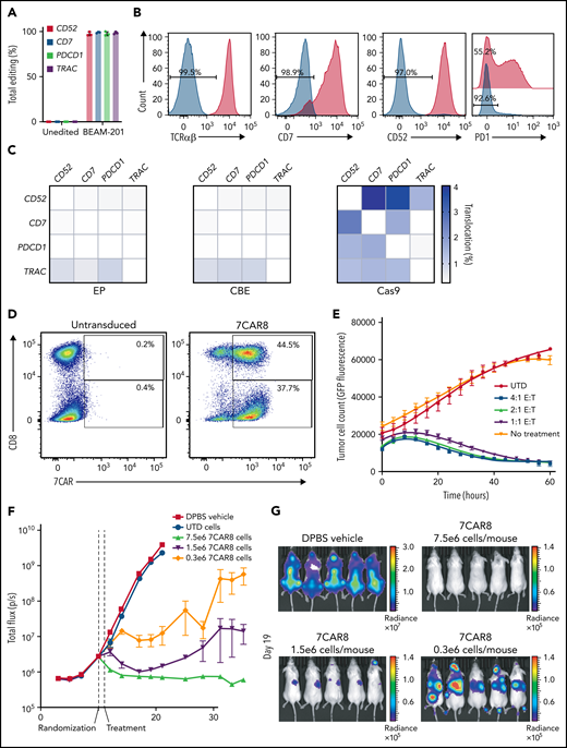 Base editing can be used to create a multiplexed edited CART modified at multiple loci. (A) NGS (left) and flow cytometry expression (right) of 4 proteins knocked out from the CART 7CAR8 using CBE. CD52, CD7, PDCD1, and TRAC were all knocked out with high efficiency. (B) Protein reduction measured using flow cytometry for the 4 editing targets. (C) Translocation analysis using the UDiTaS assay between the 4 on-target editing sites for EP-only control cells, CBE-edited cells, and spCas9-edited cells produced from 3 healthy donors. (D) Expression of CAR measured in CD8− and CD8+ T cells using flow cytometry in 7CAR8 and untransduced T cells. X-axis depicts CAR+ expression measured by staining with fluorophore-conjugated recombinant human CD7 protein. Y-axis depicts CD8 expression. (E) 7CAR8 cells produced from 3 separate donors cocultured with GFP-luciferase expressing T-ALL cell line CCRF-CEM in a 4:1, 2:1, and 1:1 E:T ratio. GFP expression over time was measured using the IncuCyte system. (F) Mice injected with the cell line CCRF-CEM modified to expressed GFP-luciferase were randomized to be treated with vehicle, untransduced T cells, or increasing doses of 7CAR8 (n = 10 mice per arm). A dose-dependent decrease in the surrogate disease marker total flux over time was seen in mice treated with 7CAR8. (G) Representative images of mice treated with vehicle and different doses of 7CAR8, with mice receiving the highest dose of 7CAR8 having no disease present.