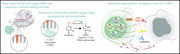 Graphical abstract for: Cytosine base editing enables quadruple-edited allogeneic CART cells for T-ALL;