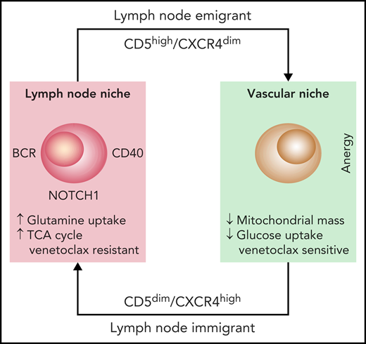 The diagram depicts the life cycle of CLL cells, constantly recirculating between the vascular and the LN niches. Once in the LN niche, CLL immigrants increase their uptake of glutamine to fuel the TCA cycle. This metabolic adaptation, triggered through microenvironmental interactions, favors venetoclax resistance, suggesting that targeting glutamine uptake may be beneficial.