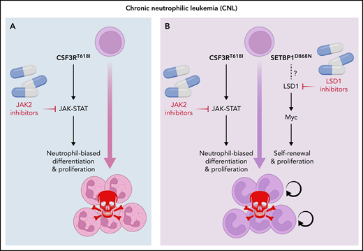 Combining JAK2 and LSD1 inhibitors in SETBP1 mutant CNL. (A) JAK2 inhibitors are relatively effective only in the rare CNL cases with isolated CSF3R mutations. (B) Combining JAK2 inhibitors with LSD1 inhibitors may be effective in SEPBP1 mutant CNL.