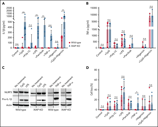 XIAP-deficient BMDMs hypersecrete IL-1β in response to TLR agonists without the requirement for a second activation signal and in response to TNF-α. (A) Stimulation via various TLR agonists or TNF-α alone leads to IL-1β secretion in XIAP-deficient BMDMs but not WT BMDMs unless WT BMDMs are also stimulated concurrently with nigericin. (B) Comparable levels of TNF-α production indicate that BMDMs from XIAP-deficient or WT mice were stimulated similarly. (C) Pro–IL-1β and NLRP3 were upregulated in both WT and XIAP KO cells upon priming. Horizontal black lines on Western blot images indicate that bands of different molecular weights from the original probe and subsequent reprobes with antibodies against the indicated proteins were cropped together. Vertical black lines indicate cropping to remove an intervening lane between the “No treatment” and either “CpG” or “TNF- α” lanes (the cropped lane contained lysate from quercetin-treated cells). (D) Comparable cell loss in both XIAP and WT BMDMs except following TNF-α. Symbols used: n.s for not significant, * for p≤0.05, ** for p≤0.01, and *** for p≤0.001.