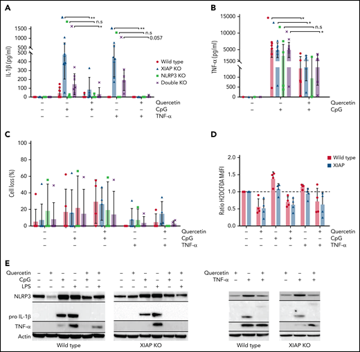 Quercetin inhibits NLRP3 inflammasome priming, IL-1beta secretion, and TNF-α production in XIAP-deficient cells. Four strains of mouse BMDMs were preincubated with quercetin before stimulation with either CpG ODN or TNF-α. We then measured the levels of (A) IL-1β, (B) TNF-α, and (C) cell loss. Quercetin reduced the secreted levels of IL-1β and TNF-α. Quercetin reduced levels of (D) ROS (normalized to control), and (E) inhibited upregulation of NLRP3 and pro–IL-1β following CpG ODN or TNF-α priming. Data for lipopolysaccharide (LPS)-treated cells are also shown in block E. Horizontal black lines on Western blot images indicate that bands of different molecular weights from the original probe and subsequent reprobes with antibodies against the indicated proteins were cropped together. Symbols used: n.s for not significant, * for p≤0.05, and ** for p≤0.01.