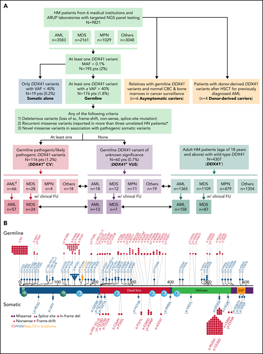 Flowchart of this multi-institutional study and graphical representation of DDX41 variants found in this study. (A) In this study, 195 (2%) patients with HM with at least 1 DDX41 variant (MAF < 0.1%) are identified in 9821 unrelated and unselected adult patients from 6 medical centers and at ARUP Laboratories. Among these patients with HM, 3583 are diagnosed with AML, 2160 with MDS, 1030 with MPN, and 3048 with others including cytopenia and other myeloid and lymphoid neoplasms. These DDX41 variants are further classified into somatic variants alone (variants with a VAF < 40% in isolation) and presumed germline variants (VAFs of 40% or above, with or without concurrent somatic DDX41 variants). The germline variants are further classified into CV (PV/LPV, n = 116) and VUS (n = 60), according to the proposed gene-specific diagnostic criteria, modified from the ACMG guidelines.20 Among the 116 patients with germline DDX41 CV, 66 are diagnosed with AML, 28 with MDS, 4 with MPN, and 18 with cytopenia (others). Similarly, among the 60 patients with germline VUS, 18 are diagnosed with AML, 12 with MDS, 11 with MPN, and 19 with others. Among others, 4 are diagnosed with B-cell LPD, 1 with MM, and 14 with cytopenia. In addition, we select 4307 adult patients with HM (age of 18 years or above) with wild-type DDX41 (DDX41−), confirmed by NGS testing at ARUP laboratories during the same time period. Among these control patients (DDX41−), 1365 have a documented AML diagnosis, and the remaining cases include 1109 MDS, 479 MPN, and 1354 others, most of which are cytopenia, similar to those in the cohort of 9821 patients described above. Patients’ age, sex, and cytogenetic and molecular profiles are summarized and sorted by each distinct MN entity and correlated with their DDX41 genotypes (short double-headed arrows indicate the epidemiologic and molecular profile comparisons in between DDX41+ CV, VUS, and DDX41− cohorts). Furthermore, we summarize the OS in patients with AML and MDS who were treated at Huntsman Cancer Institute and other medical centers in comparison with the age-matched cohorts (long double-headed arrows indicate the OS comparisons in between DDX41+ CV, VUS, and DDX41− cohorts). #Of note, 24 patients with AML with DDX41 CV have been documented in a previous study.8 (B) Graphic distribution of variants identified in this study, positioned on the protein sequence (NM_016222.4) with major functional domains (red, DEAD domain; green, helicase domain; orange, Znf, zinc finger domain; teal, NLS, nuclear localization signaling domain) is separated by germline (above-protein sequences) or somatic (below) variants. Each symbol in germline variants represents 1 patient. The underline indicates novel variants reported in this study. Red, DDX41 CV; blue, DDX41 VUS; orange, p.R164W, likely CV in lymphoma. *With specific exceptions (eg, p.M155I and p.P510S).