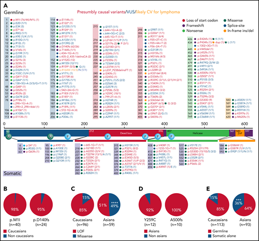 Summary of DDX41 variants and ethnic difference in germline CV identified in this study and literature. (A) Summary of DDX41 germline (above the protein sequence) and somatic (below the protein sequence) variants. The colors in the boxes above and the horizontal bars below the protein sequence are designated corresponding to the protein functional domains. Numbers in parentheses alone or before a slash indicate the total times of a certain variant was reported in literature including those reported in this study, whereas numbers after a slash represent variants seen in the current study. Red, CV; blue, VUS; orange, likely CV for lymphoma. (B-E) Ethnic difference in DDX41 CV as data combined in this study and collected and reanalyzed in literature.28,29 (B) Germline variants of p.M1I (98%, 39 White and 1 Asian patients) and p.D140fs (95%, 23 White and 1 African American patients) are the leading CVs in White patients. (C) Missense germline variants, although uncommon in Whites (15%), are seen in 49% of Asian patients with HM (P < .0001). (D) p.Y592C (92%, 11 Asians and 1 non-Asian) and p.A500fs (100%, 10 all in Asian) appear the most common germline CV in Asian patients. (E) Somatic DDX41 variants alone, in the absence of associated germline variants, appear more frequently in Asian than White patients (36% in Asian vs 15% in White, P = .0007). ***, P < .001; ****, P < .0001.