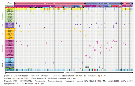 Integrated genetic profiles of the 195 HM patients with epidemiologic characteristics grouped by different HM diagnoses. A total of 176 patients with presumed germline (gl DDX41) 116 CV and 60 VUS are grouped (CV in red and VUS in blue, respectively), along with the associated somatic DDX41 (s DDX41), concomitant somatic variants, and cytogenetics. In addition, 19 patients with HM with somatic DDX41 variants in the absence of germline variants are appended to the right of the variant table, 13 CV in red and 6 VUS in blue. Each column represents 1 patient. The concomitant variants are grouped into 6 categories based on gene function: epigenetic, epigenetic regulators, genes involving DNA methylation or histone acetylation, and deacetylation (light green); SFs, RNA splicing factors (purple); TFs, transcription factors (orange); signaling, molecules in tyrosine kinase pathway or RAS/MAPK pathways (pink); C, cohesins (light blue); and others (dark blue), genes with function beyond the above categories. Each bar represents 1 variant, and split bars indicate 2 or more variants in the same gene. A&B, AML and breast cancer; CLL & B, chronic lymphocytic leukemia/small lymphocytic lymphoma (CLL/SLL) and breast cancer; complex, complex karyotype; DLBCL, diffuse large B-cell lymphoma; gl DDX41, germline DDX41 variants; LPL, lymphoplasmacytic lymphoma (MYD88 negative); LR, low risk; MBL, monoclonal B-cell lymphocytosis; MM, multiple myeloma; NI, no information; NL, normal; NM, no mutation; RCA, recurrent cytogenetic abnormalities in AML; s DDX41, somatic DDX41 variants.
